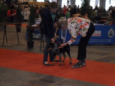 Du Domaine De Corail - Brussels Dog Show